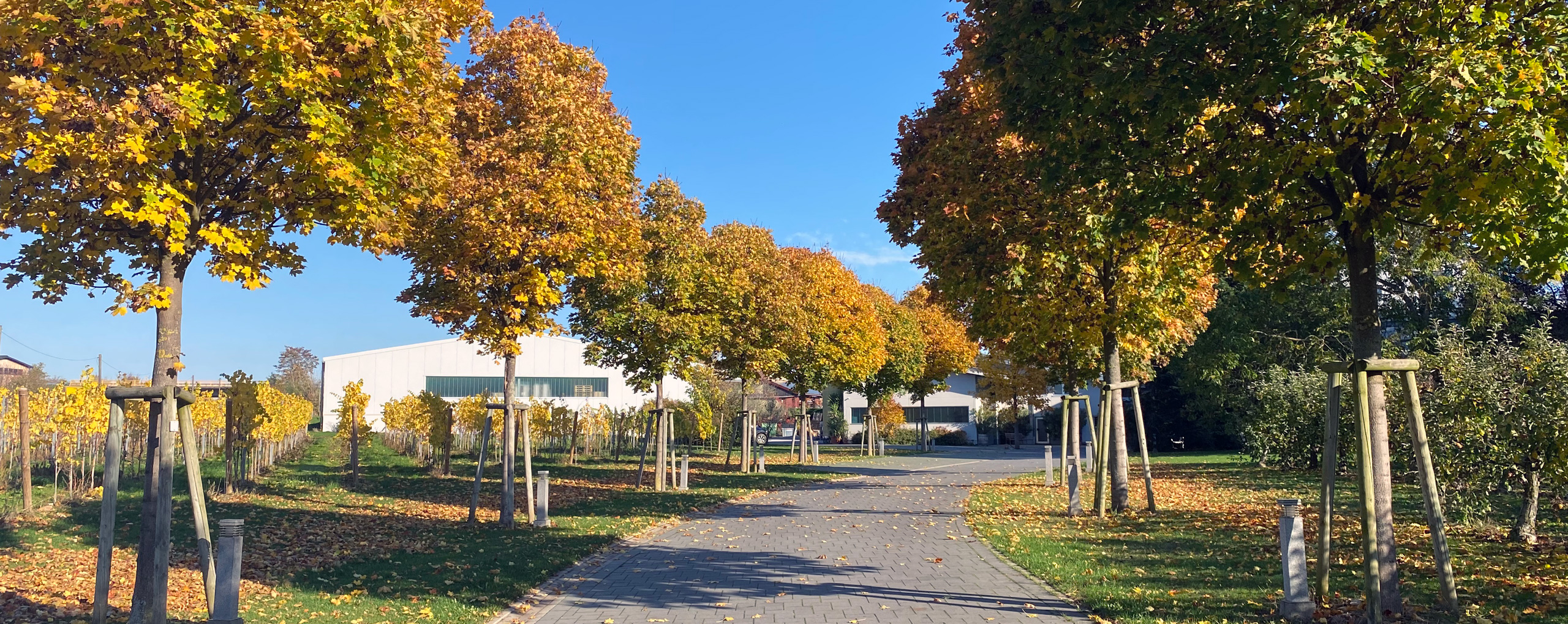 Allee und Gutshaus des Weinguts Knöll & Vogel bei Bad Bergzabern