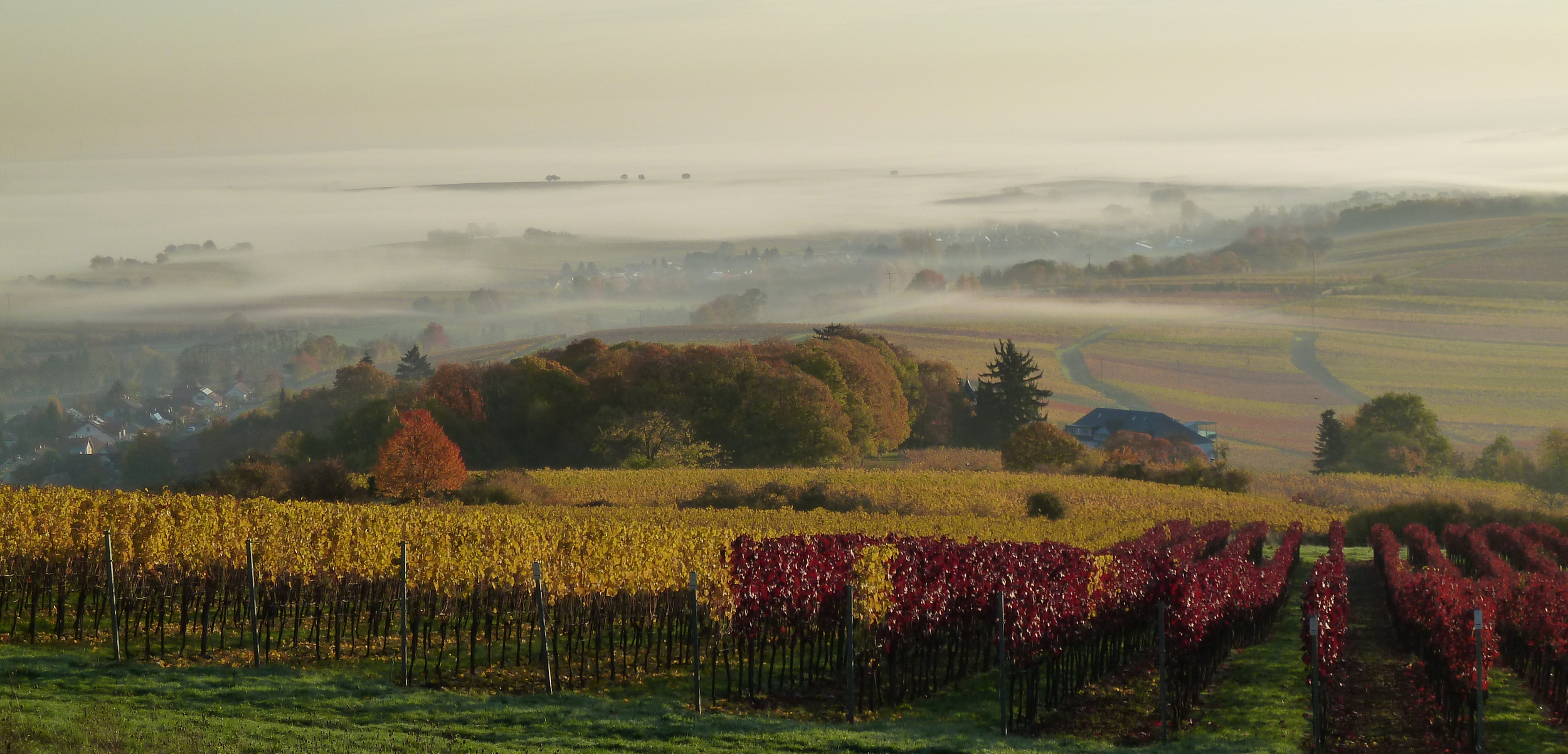 Herbstliche Weinberglandschaft bei Bad Bergzabern zur Weinlese